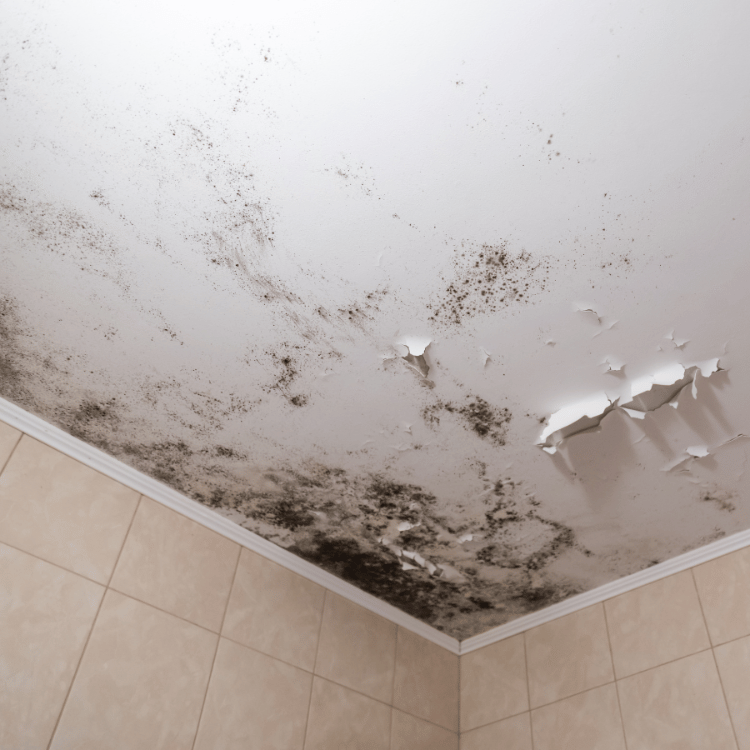 mold removal NH
