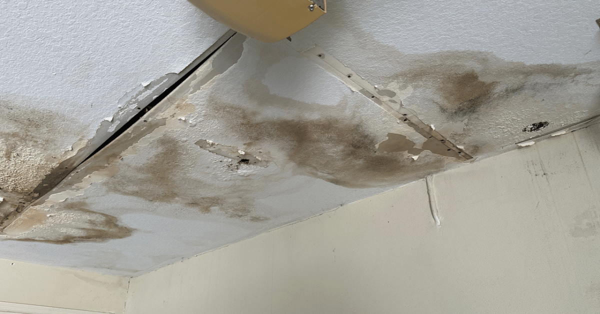 mold removal Portsmouth NH