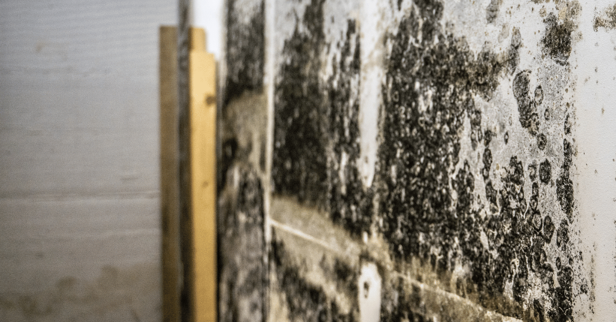 mold removal Manchester NH