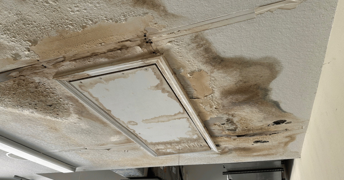 mold removal Nashua NH